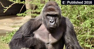 Gorilla Killed After Child Enters Enclosure at Cincinnati Zoo