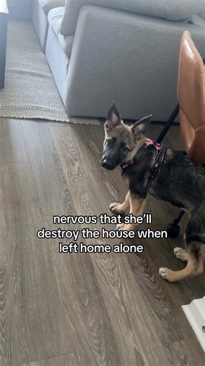 German.Shepherd.Kingdoms on Instagram: "the way I sprinted home after that 😭 🏃🏼‍♀️ _ Credit: pipergirl_thegsd On TikTok _ DM for Credit or removal! _ #germanshepherd #germanshepherdsofinstagram #germanshepherdpuppy #germanshepherddog #germanshepherds #germanshepherdworld #germanshepherdlovers #germanshepherddaily #germanshepherdmix #germanshepherdsofig #germanshepherdlove #germanshepherdsonline #germanshepherdsdaily #germanshepherdpuppies #germanshepherdlover #germanshepherdofig #blackgermans