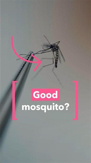 Mosquitoes fighting dengue