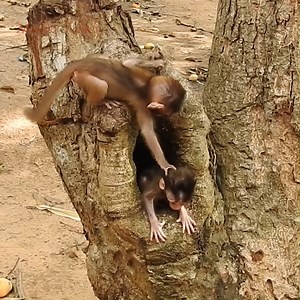 194K views · 3K reactions | Welcome to Family Monkey, Here we realy enjoy happy to show daily life Angel Monkey #angkorwatMonkey #TempleMonkey #youngmonkey | Monkey Family | Facebook