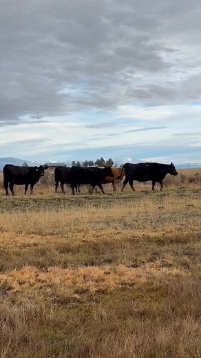 Thank you to Rattlesnake Creek Ranch for consigning 48 head of full mouth bred cows bred 4 to 7 months, along with 20 head of broken mouth cows bred 4 to 7 mounths. Cattle are bred to Thomas Black Angus bulls. Will be sorted by kind and calving mounths. Foothill exposed this offering represents a functional, hard working set of cows suitable for a wide range of enviroments. | Modoc Auction Yard