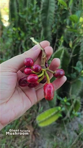 Red Jewels of the Forest: Tasting My Childhood Memories 🍒✨ #foraging #nature #nostalgia
