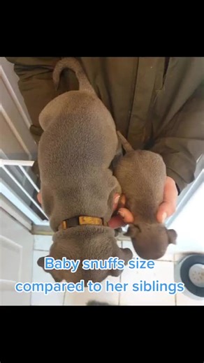 ❤️❤️ my little snuff up against her siblings when she was teeny weeny 🥰❤️