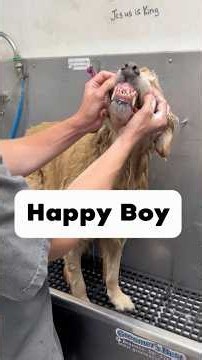 Koa the Golden #goldenretriever #goldenretrievers #golden #doggroomer #dogbath