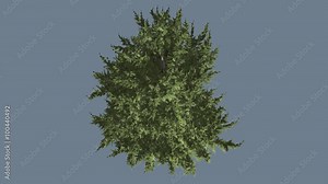 Hollywood Juniper Tree Crown Top Down Coniferous Evergreen Tall Shrub is Swaying at the Wind Small Tree Scale-Like Leaves Vivid Green Foliage Needles Stock Video