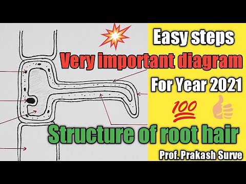 Sructure of root hair Easy Steps(Very important diagram for 2021) By Prof. Prakash Surve (Moderator)