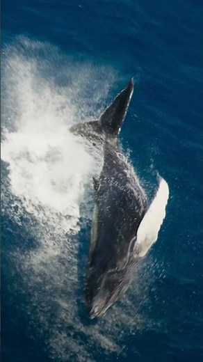 Step aboard the pinnacle of ocean exploration: the OceanXplorer.