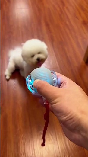 Automatic Rolling Cat Ball! 🏀 Watch Cats Go Crazy for This Toy! #cat