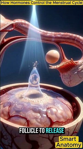 How Your Brain Controls Your Cycle 🤯 | Hormones Explained