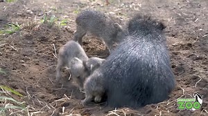 Our little peclets are almost a month old now, and boy are they fun to watch! Chacoan peccaries are an endangered species of peccary from the Gran Chaco region of South America. Not that much is known about them, and until the mid 1970s, many scientists thought they were extinct. We're so pleased to be part of the The Association of Zoos and Aquariums Species Survival Plan for this species and so far, we've had pretty successful breeding! | Potawatomi Zoo