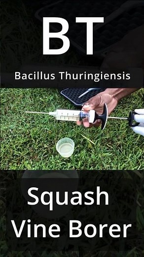 How to kill squash vine borer with BT #shorts #gardening #garden