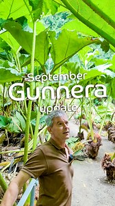 Late summer gunnera update 👀🌱 . . . . #trebah #gunnera #gardens #falmouth #cornwall | Trebah Garden