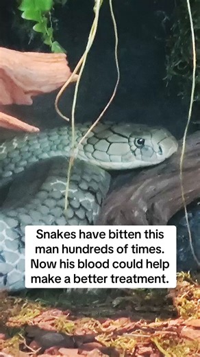 A Wisconsin man who has been bitten hundreds of times by some of the world's deadliest snakes is allowing scientists to use his blood to develop an anti-venom that works against multiple snakes. | CBS Evening News