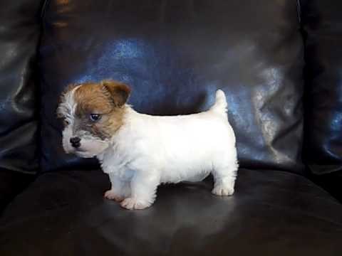 Jack Russell Terrier puppy "Bear"