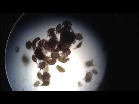 Ear mites in cats