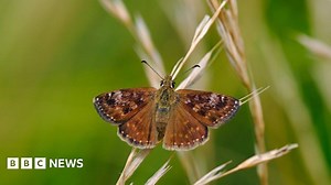 HS2 could threaten irreplaceable natural habitats, report warns