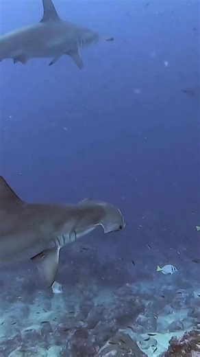 52K views · 1.5K reactions | A curious hammerhead shark : @michaels_bubbles | Diving Specials | Facebook