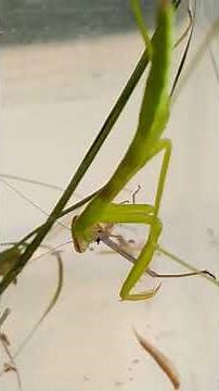 【食べたバッタが見える？！】カマキリ捕食！食べたものは食道を通っている←見やすい。 #shorts
