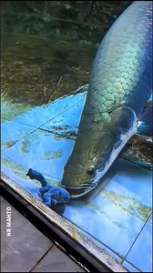 The most dangerous fish in the world is the arapaima 🐠🐠🐠🐟🐟🦈 . #fish #viralreels #fbshorts #love #fbreels #facts #trend #river #india #reels #viral #trending #funny #Amazing #fishing #nature | HR Mahto