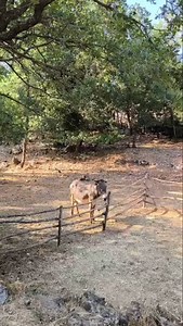 A taste of tradition  Our lovely group made a stop at OPG Antunović, where Dalmatian charm, local flavors, and warm hospitality come together. From homemade cheese and prosciutto to wines and stories — it's always a highlight of the journey! Thank you for welcoming us like family  #KatarinaLine #OPGAntunović #CroatiaExperience #CruiseMoments #LocalTradition #TastesOfDalmatia #TravelWithHeart #CruisingCroatia #AuthenticCroatia #AdriaticAdventure | Katarina Line Croatia | Facebook