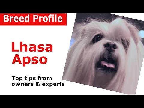 Lhasa Apso Dog Breed Guide