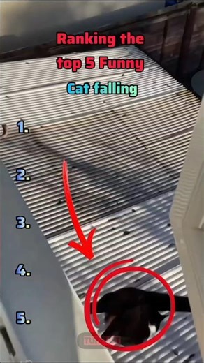 Ranking the Top 5 funny Cat Falling #cats #catfall #shorts