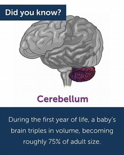 1K reactions · 353 shares | Everything from the number of words a caregiver uses to where their gaze lands plays a role in early brain development. | ZERO TO THREE | Facebook