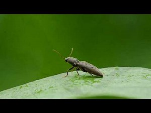 INSECT WEEK; Why Insects Dominate Earth