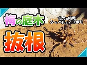 [Garden DIY] Root removal: Try it yourself with a shovel and saw! Cutting down and rooting a plum...