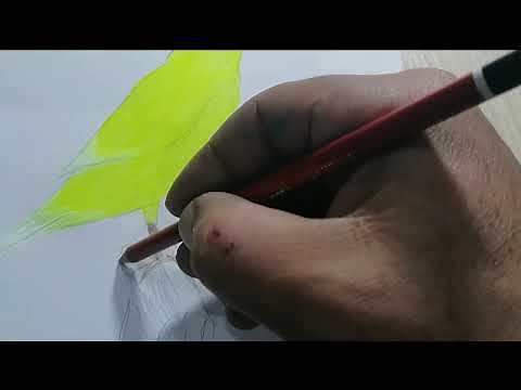 How to draw and color canary bird step by step/easy/for Beginners 🐦 🖌️🎨