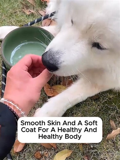 This 6-in-1 Dog Gift Set has everything your pup needs — all in one box. 🎁 Includes: ✔️ 2 Bottles Pet Nutritional Supplements (100 chews each) ✔️ Rechargeable Hair Trimmer ✔️ Multifunction Nail Clipper ✔️ Durable Dog Leash ✔️ Interactive Pet Toy #doggift #petproducts #shopnow #petcare #dogowners #doglove #petparent #doglife #happydog