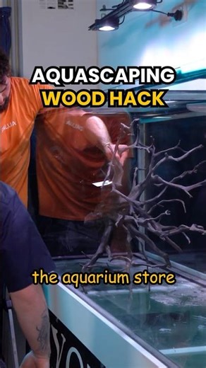 Aquascaping with Driftwood | Pro Tip ✅ #aquascape #plantedtank #aquariumdesign #fishtank #aquarium