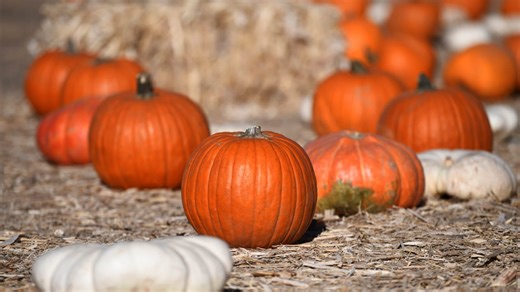 Oktoberfest, haunted houses and more: 29 things to do this week in Reno-Tahoe