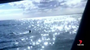 45K views · 389 reactions | WA Shark Attack: 90 minutes after shark...