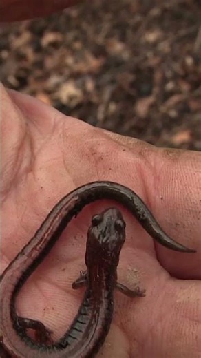 red back salamander