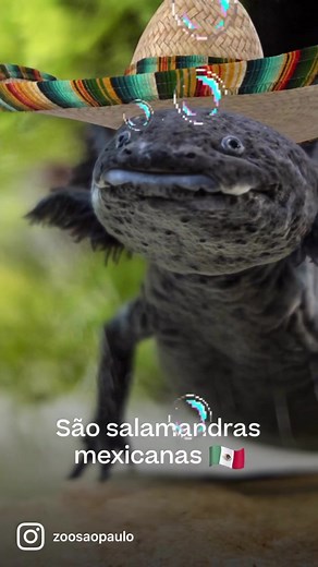 Conheça o Axolote no Zoo SP: Novidade Imperdível!