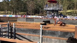 Solid start for Steven Hart at the Willinga Park Gold Buckle Campdraft, running an 88 with Sequel and 86.67 with One Stylish Tat (by One Stylish Pepto). Video courtesy of Campdraft Training Online Steven Hart Performance Horses | Select Sires