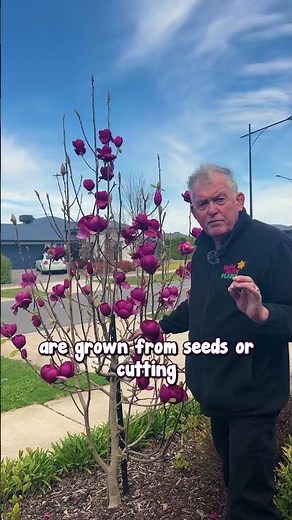 Black Tulip is One of the Most Beautiful Magnolias!