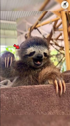 This Lazy Animal Takes ONE MONTH To Digest Food! 🤯