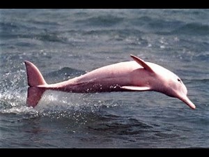 ENCANTADO EXPOSED: Amazonian Shape-Shifting Dolphin People Who Seduce The Unwary