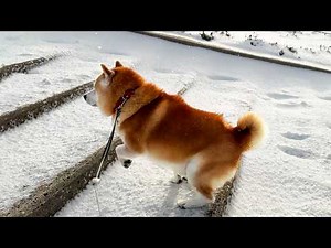 Shibe's first step was wrong, so he climbed the stairs with strange steps.