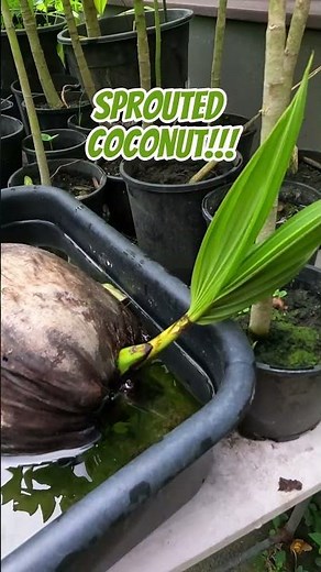 Sprouted Coconut!!! 🌴🥥 #coconut #grow #garden #fruit #howto