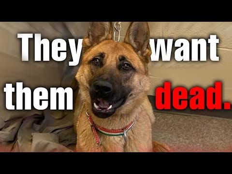 ICE PROTESTERS TARGET SERVICE DOGS! WOKE PEOPLE ARE DEMONIC IN MINNEAPOLIS!