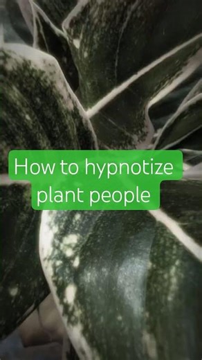Hypnotize your favorite plant person 😌 #plants #houseplants #aglonema #tropicalplants #indoorplants