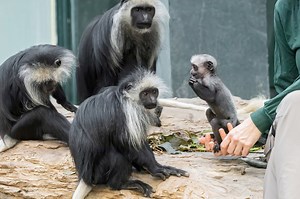Tiergarten Schönbrunn: Kleines Affen-Mädchen, große Kämpferin (mit Video)