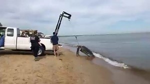 The Virginia Aquarium & Marine Science Center's Stranding Response Team recovered a dead, leatherback sea turtle near Chic's Beach this morning. STORY LINK: bit.ly/2ZvkUdz (📹: Lex Gray WAVY) | WAVY TV 10