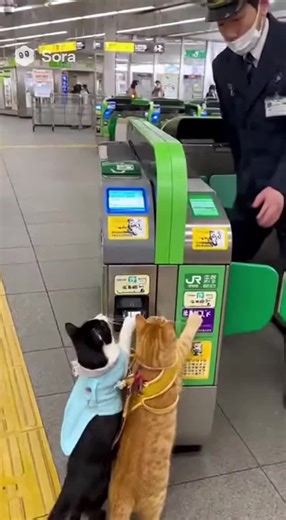 改札で止められた猫の一日