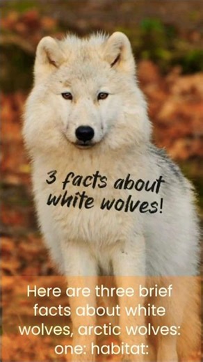 🐺❄️White Wolves: 3 LITTLE-KNOWN Facts You Didn’t Know! #shorts
