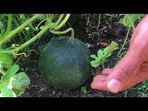 Harvesting my Icebox Watermelon (FIRST GROW EVER!)