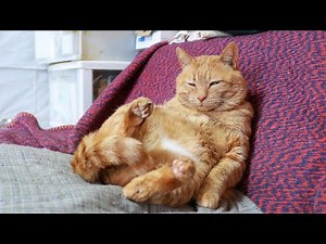 おすわり麦茶　251225